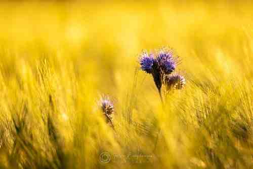 Golden whisper in the sea of wheat