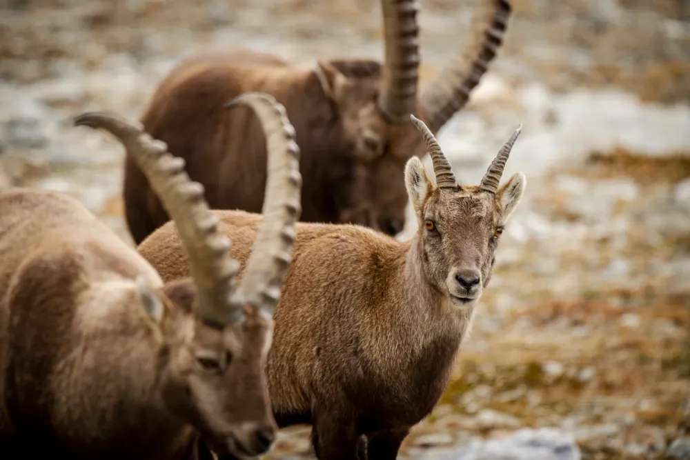 Ibex hike in Valais