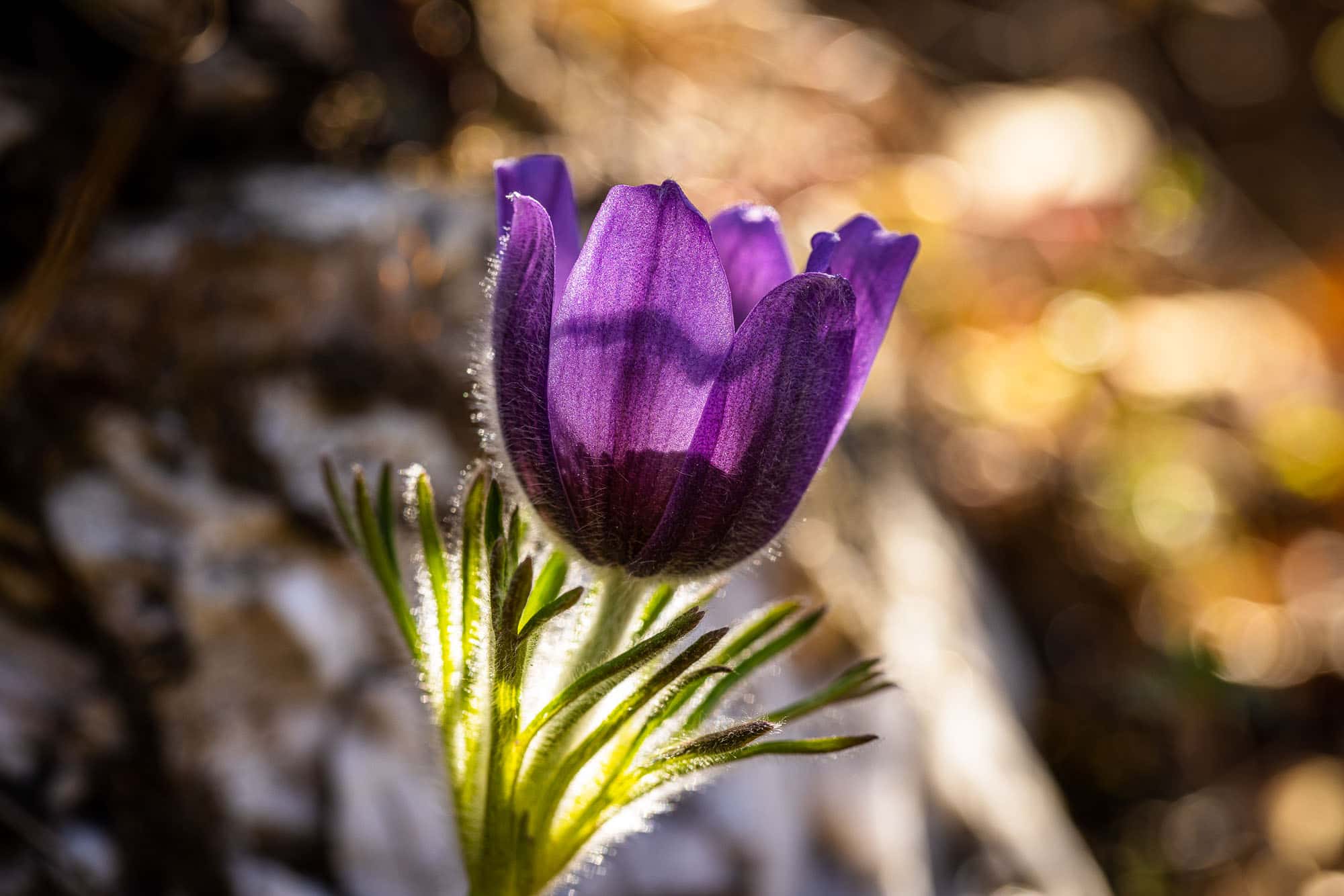 The Pasque flower announces the new season