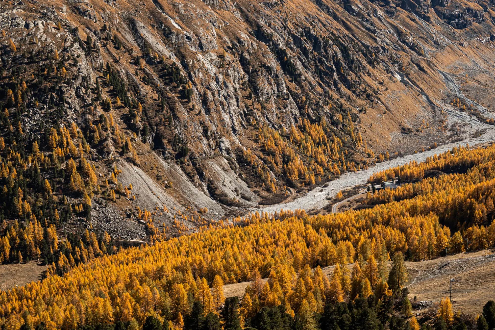 Golden larches as far as the eye can reach