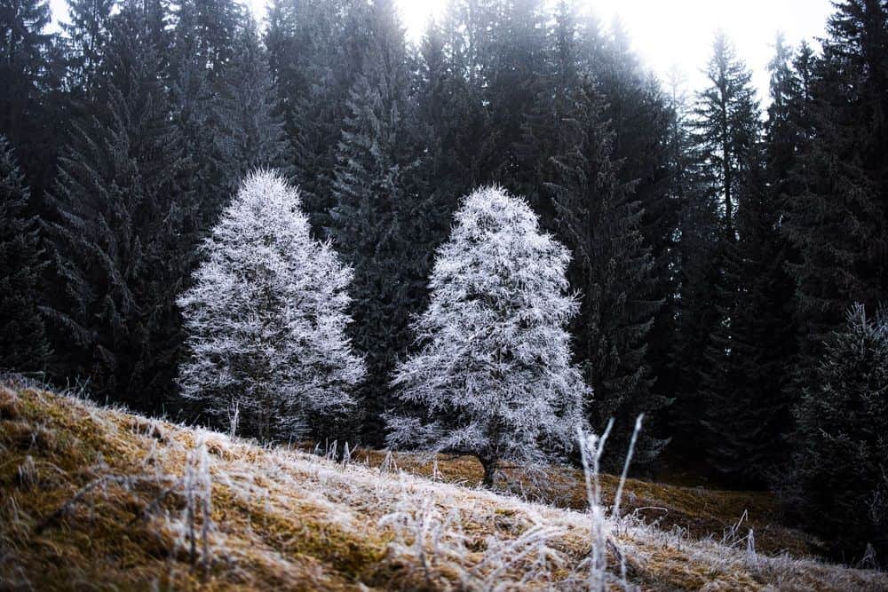 November 2022 - Trees in hoarfrost