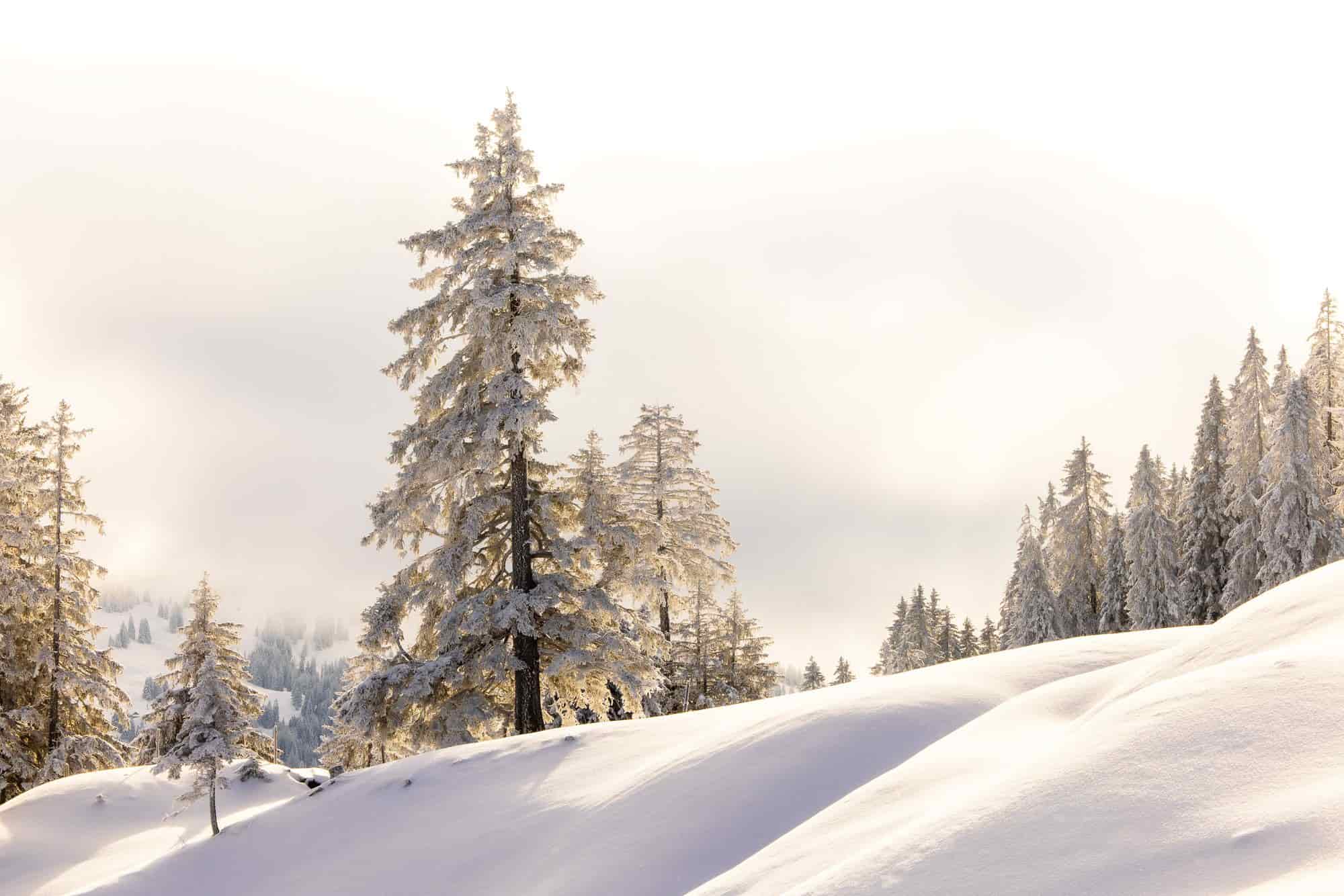 February 2023 - Golden shimmering winter landscape