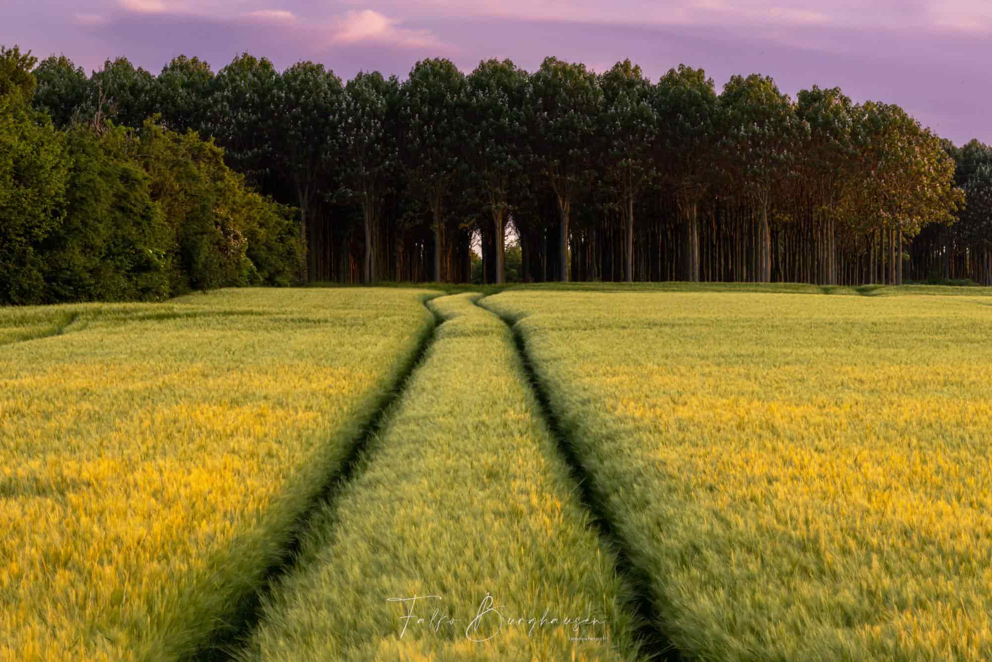 Golden Whisper of Summer
