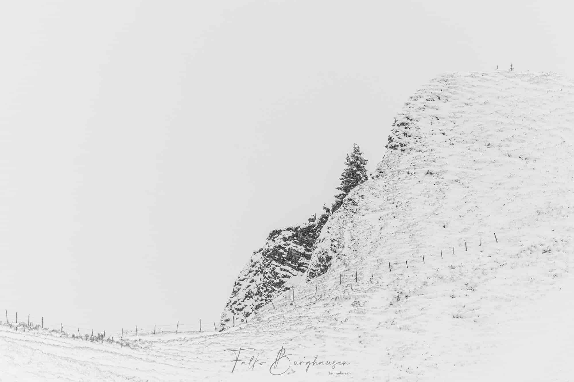 The silent vigil of the ibex
