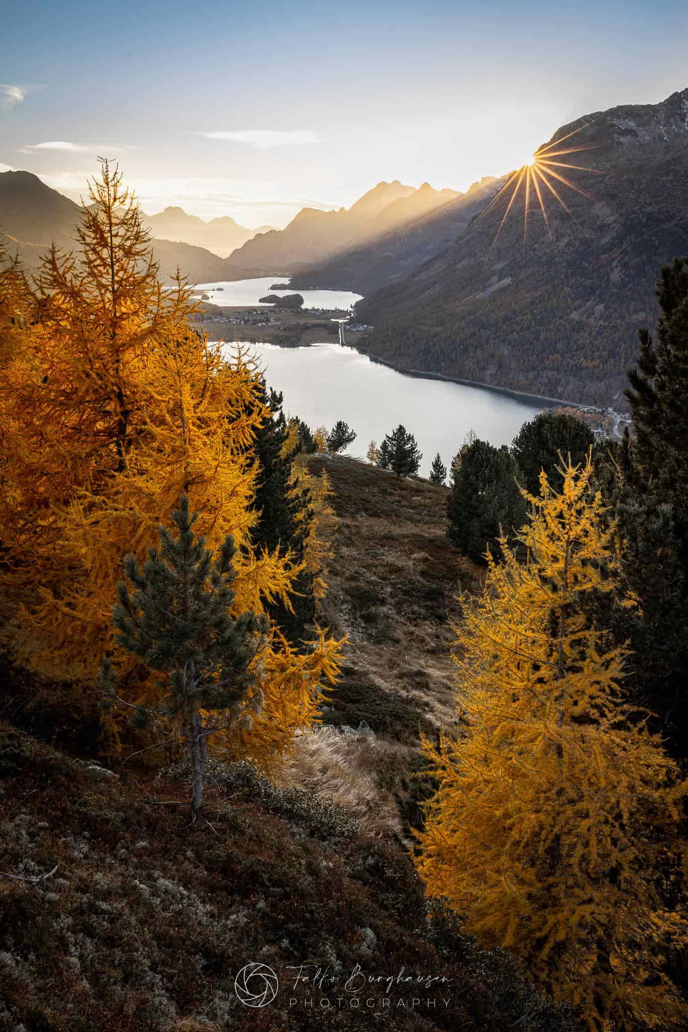 Engadine Larch Gold