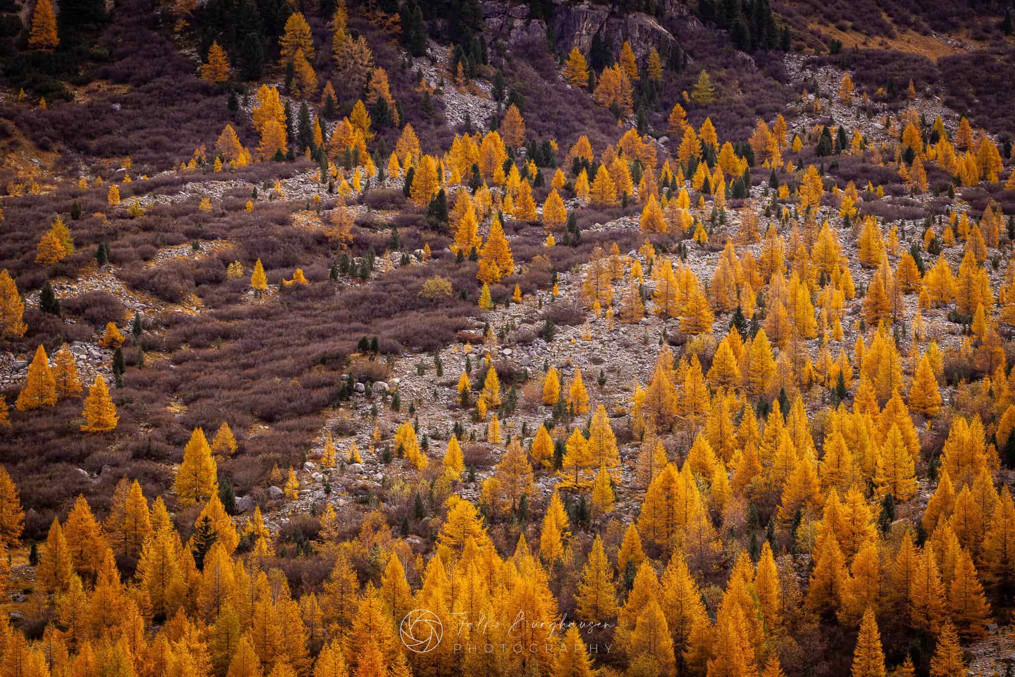 Golden Mosaic